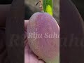 See my original mango plants And Fruits