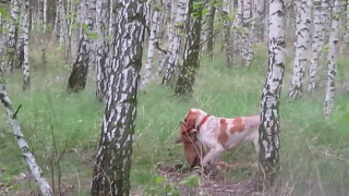 Bracco italiano  fox tracking and retrieve