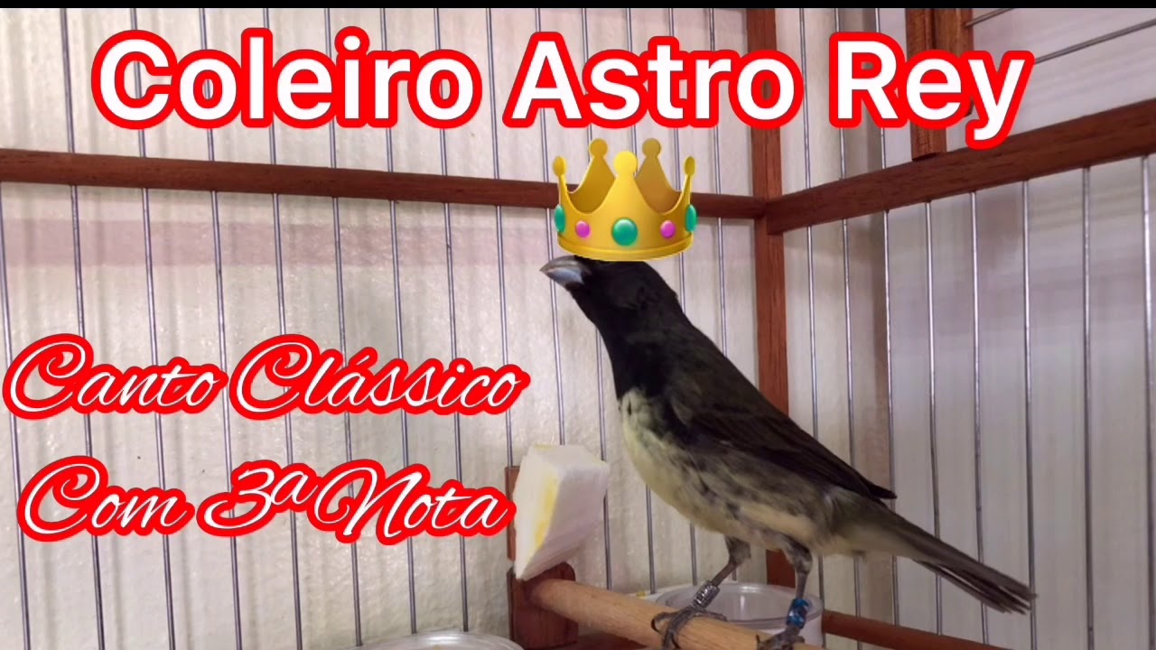 Canto Clássico Com 3ª Nota intervalo de 15 minutos Coleiro Astro Rey