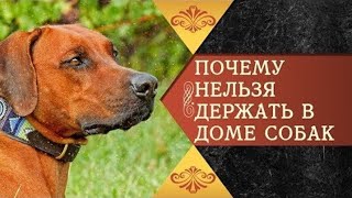 Почему Нельзя Держать В Доме  Собак ???