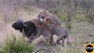 4 Young Male Lions VS Old Buffalo Bull | Kruger Park Game Drives
