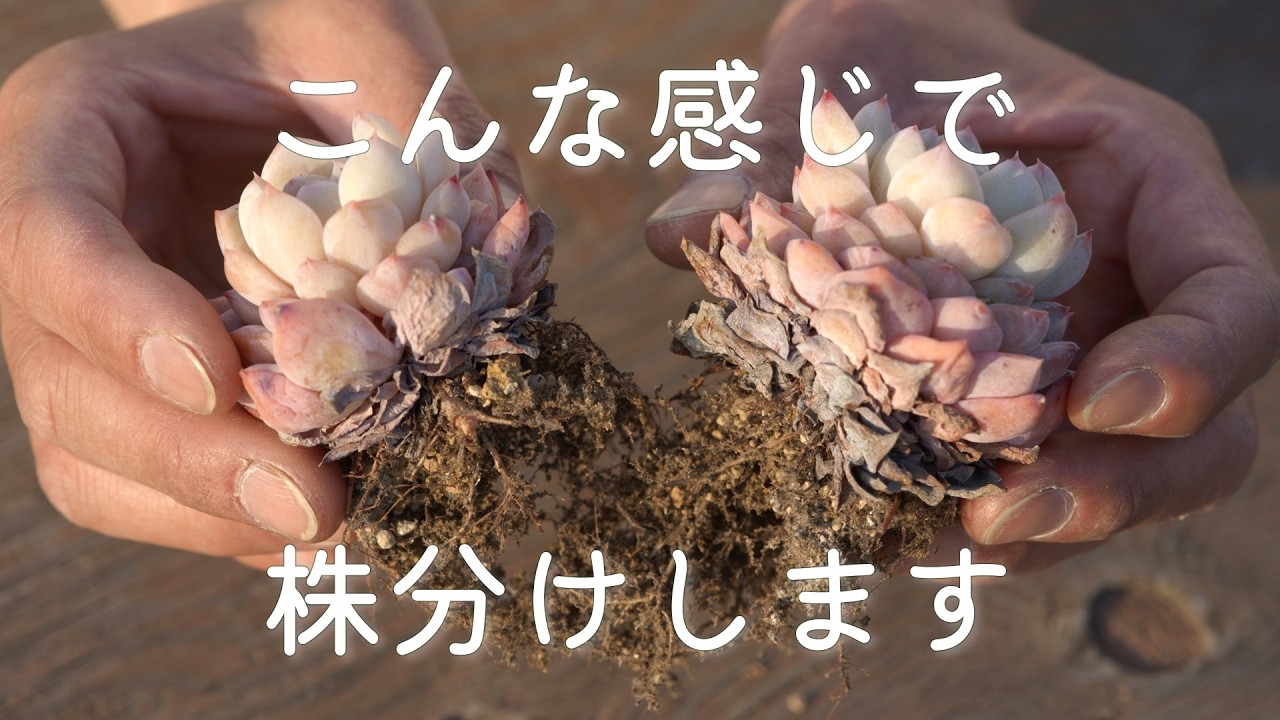 エンクシリア　当店株分け 192 [Spring Succulent Activities] A sturdy and reliable backup