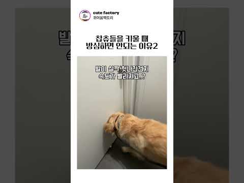 강아지 키울 때 방심하면 안되는 이유2ㅋㅋㅋㅋㅋ thumbnail