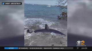 Long Island shark patrol teams mobilized after early sightings