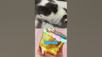 Finally! A Solution to Cat Call Anxiety (Loki