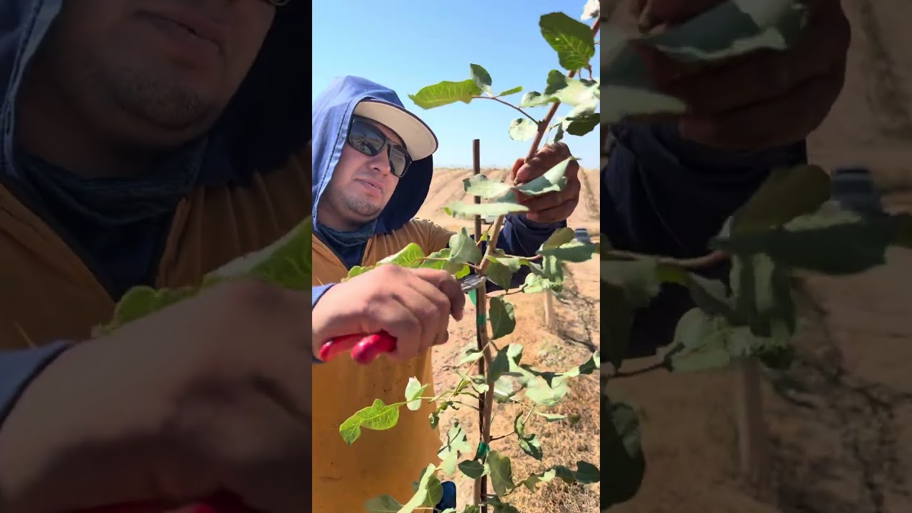 Despunte de pistachios