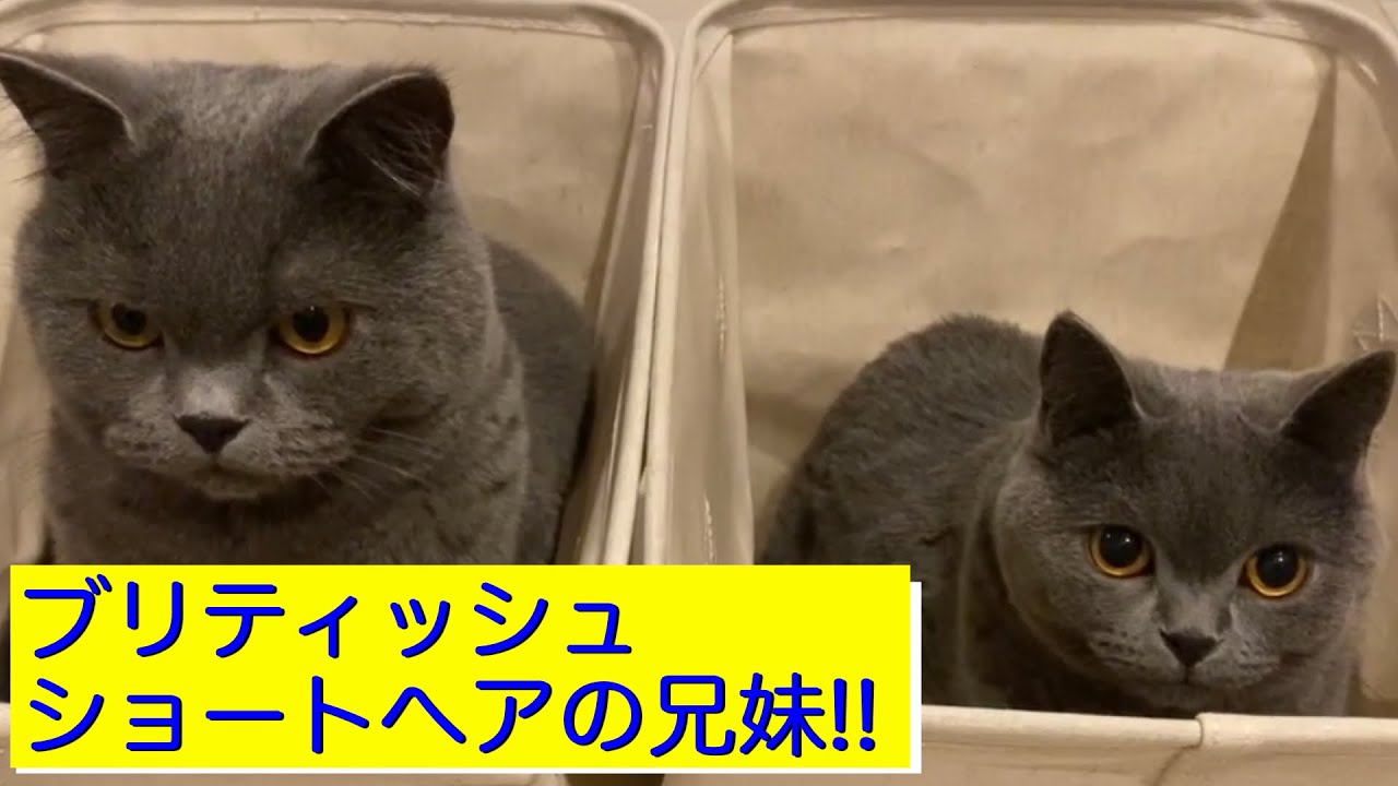 はじめまして ブリティッシュショートヘアのかわ 性格おっとり とたな 甘えん坊子猫 です Youtube