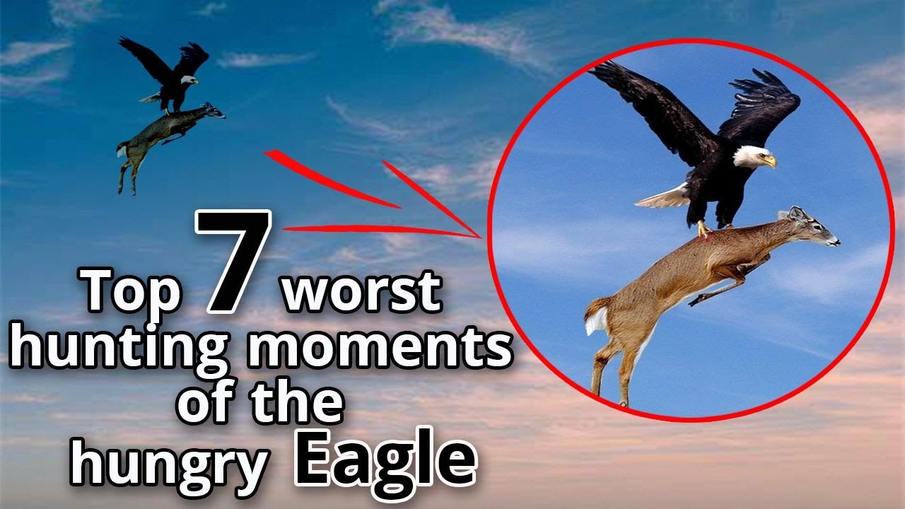 Top 7 worst hunting moments of the hungry eagle | The Hungry Eagle's failures