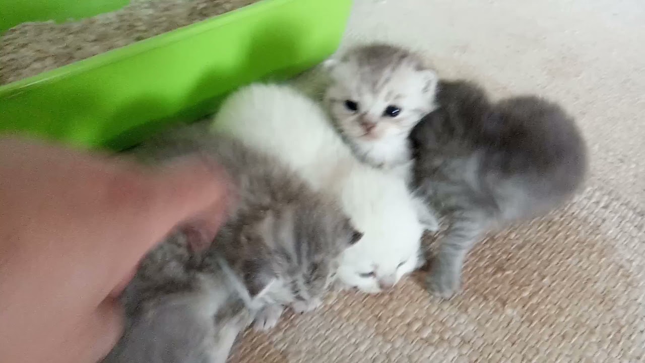 🐈u200d⬛Macioci (pisici -pui de pisica)