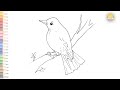 Common nightingale outline drawing easy  how to draw nightingale step by step  outline drawings