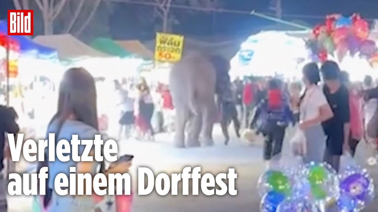 Nachbar Trampelt Wie Elefant