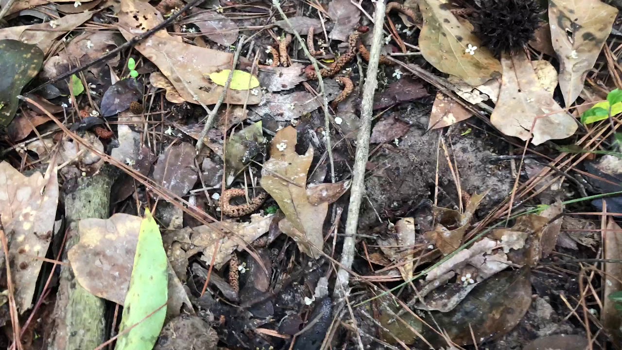 camera iphone 8 plus apk Armadillo Trail 5 April 2019