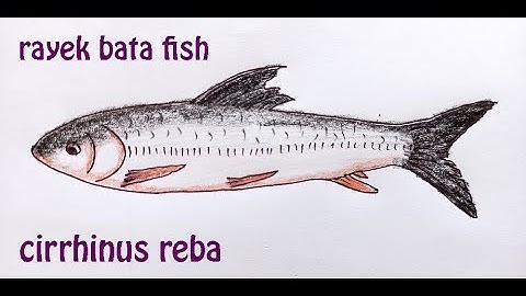 rayek bata | রায়েক বাটা মাছ | original audio tutorials #satisfying #creativeart #drawingforbeginners