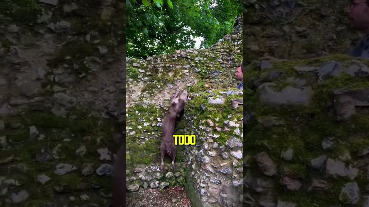 O cachorro achou que o dono estava em perigo!