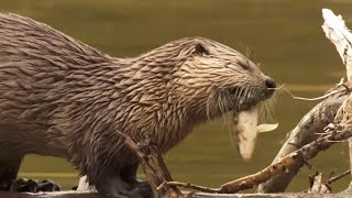 Yellowstone's Wildest Inhabitants: Life in a Predator's Paradise