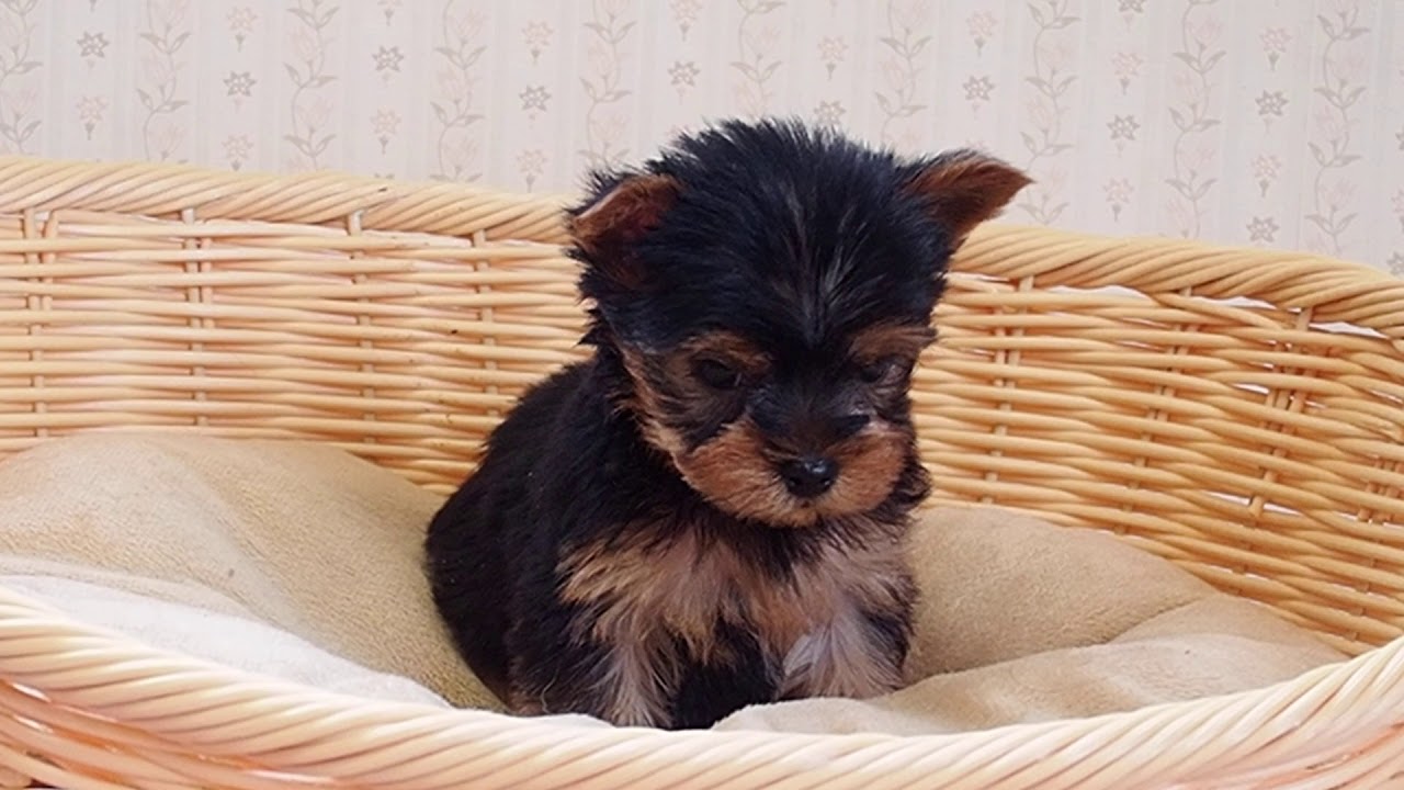 岡山県のヨークシャーテリア 男の子 21 01 13生まれ ５兄妹の次男くんです 子犬id ブリーダーナビ