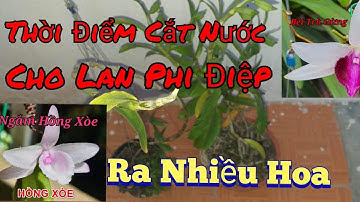👨‍💻 Cách cắt nước đúng thời điểm cho lan phi điệp ra sai hoa 🌷
