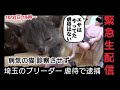 【緊急 生配信】埼玉のブリーダー虐待飼育で逮捕！病気の猫を診察させず 関係者の証言と映像でお伝えします