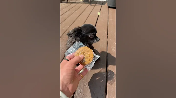 COOKIE FLYING PUDDIN 🍪😱