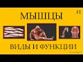 1. Мышечная ткань: поперечно-полосатая, гладкая, миокард - функции и различия.