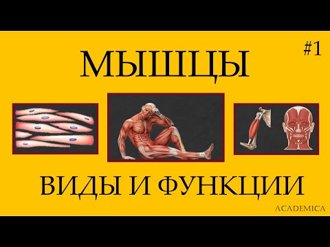 1. Мышечная ткань: поперечно-полосатая, гладкая, миокард - функции и различия.