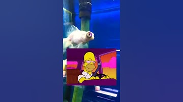 Just keep swimming | Telescope Eyes | Goldfish Local Fish Store | #YoutubeShorts #shorts | Aquarium