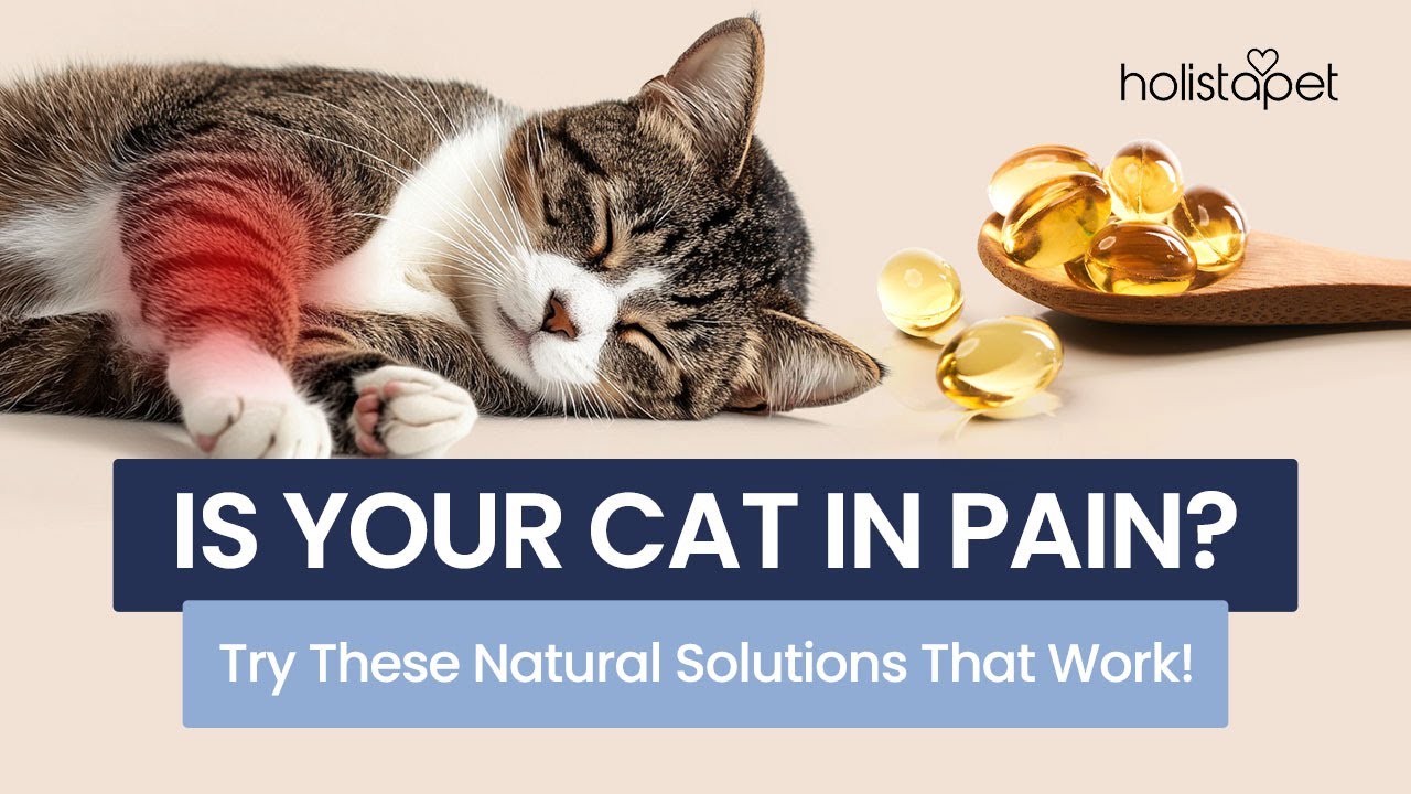 DIY Natural Pain Relief For Cats Gentle Remedies That Work YouTube diy-natural-pain-relief-for-cats-gentle-remedies-that-work-youtube