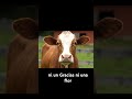 Las vacas nos dan leche #vacas #leche #chistes #comedia #humor #entrevista