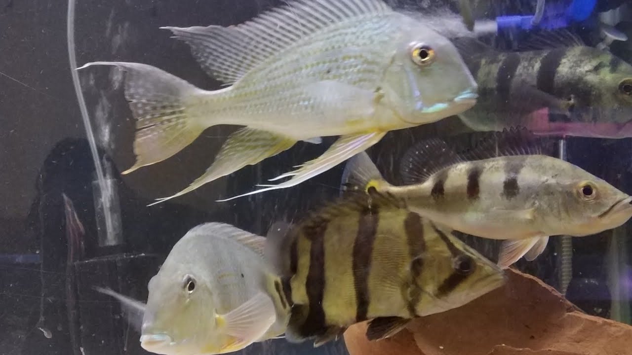 Austin Aquatic Aquarium Fish Store Tour - YouTube