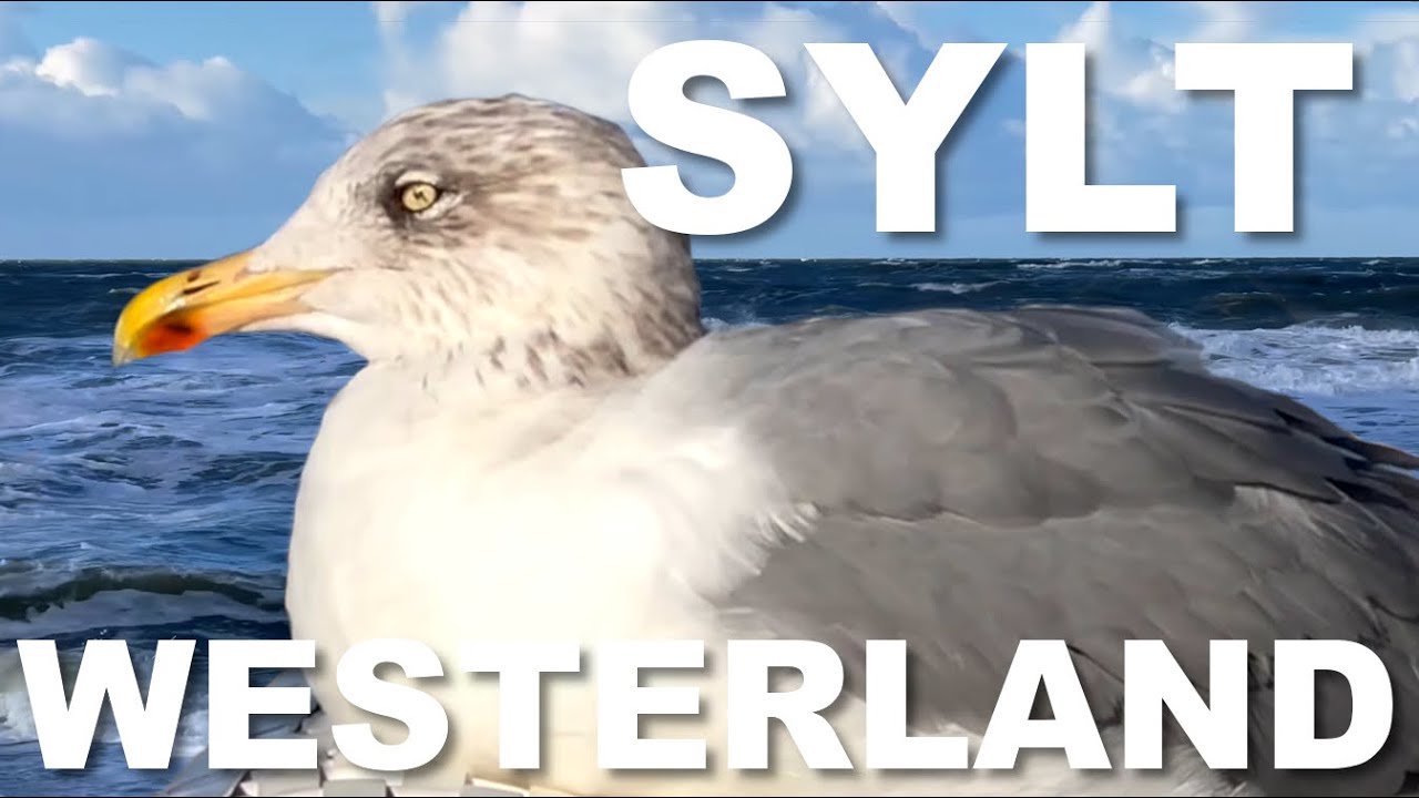 Westerland Sylt: Nach Sturmtief Joshua bei aufgewühlter Nordsee ☀️🌊 🌈❤️ Ende Oktober 2025 [4K UHD]