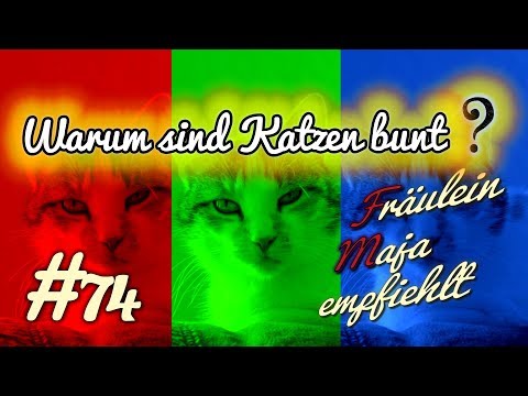 Video: Warum sind Katzen bunt?