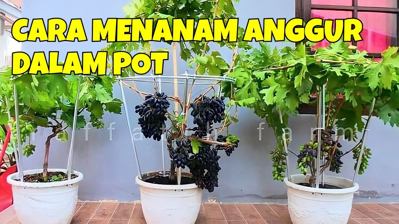 CARA MENANAM ANGGUR DALAM POT AGAR CEPAT BERBUAH YouTube