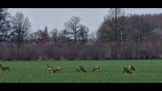 Looking Had Flock Of Deer So Cute