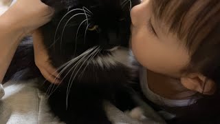 娘から可愛がられる猫　ラガマフィンA cat loved by daughter. Ragamuffin.