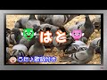 【ぽんちゃんのうた♪】童謡『はと』を歌ってみたよ♪