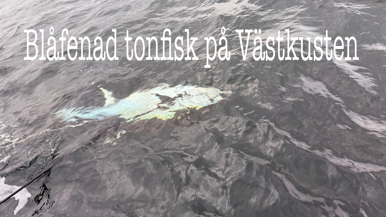 Blåfenad tonfisk på Västkusten 2025