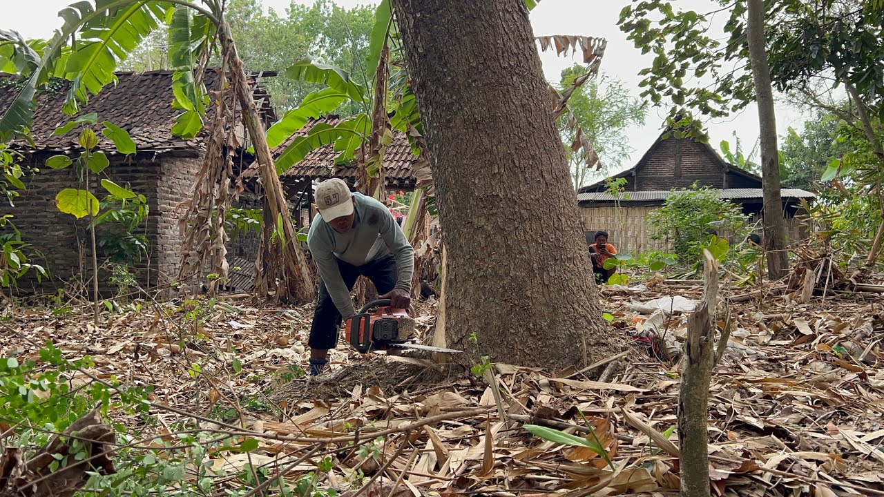 Quite at risk... Cut down a trembesi tree near the house. - YouTube