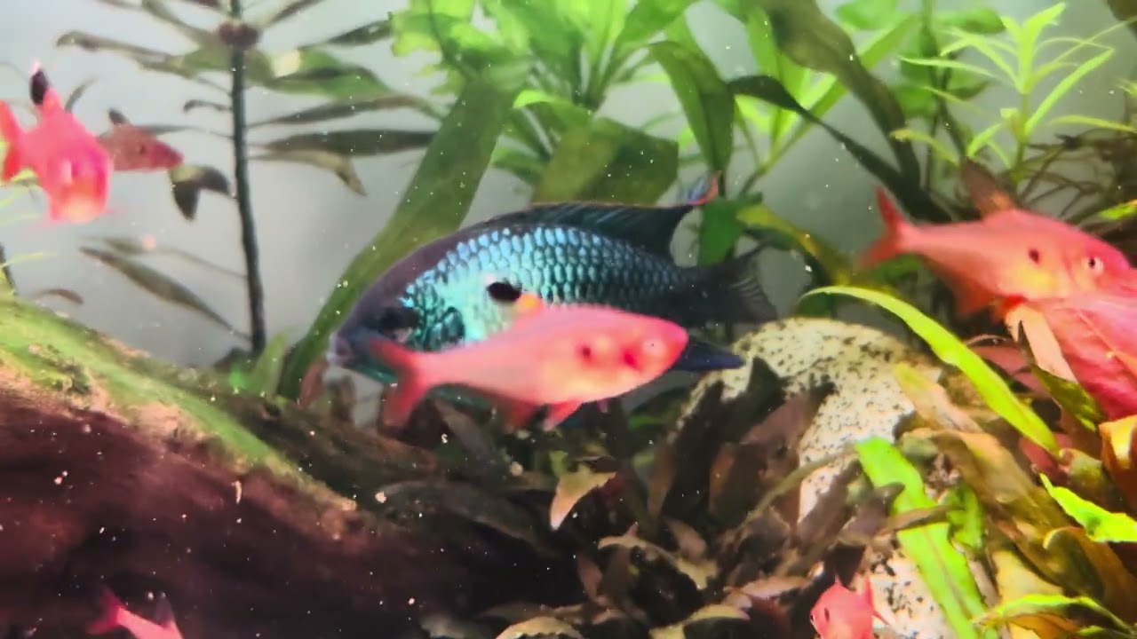 1st Aquarium. 700ltr 3 months old