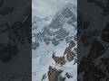 Markhor in the snowy mountains, slow motion,