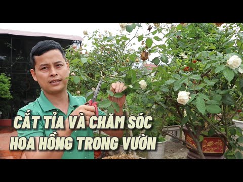 Video: Hoa hồng trong vườn - sinh sản và chăm sóc