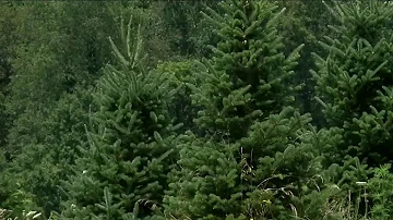 Hot, dry weather could impact Christmas tree farms