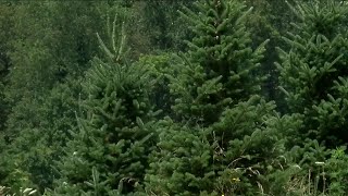 Hot, dry weather could impact Christmas tree farms