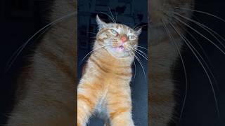 Cats being cats 🤣🤣 #funny #catvideos #catshorts #cat
