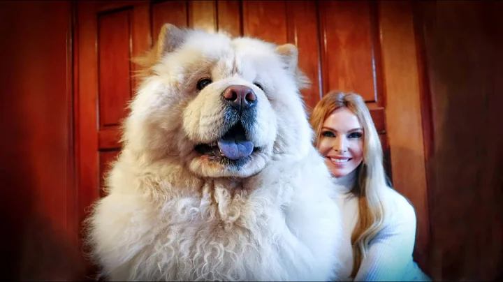 THE CHOW CHOW DOG - Fierce or Friendly?