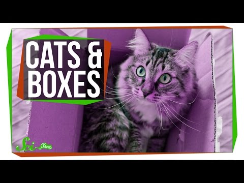 Video: Why Cats And Cats Love Boxes: How It Manifests Itself, What Are The Reasons, Harm And Benefits Of Such A Habit, Photos, Videos