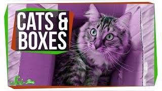Why Do Cats Love Boxes? Why Do Cats Love Boxes?