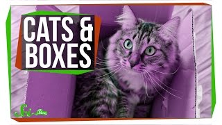 Why Do Cats Love Boxes?