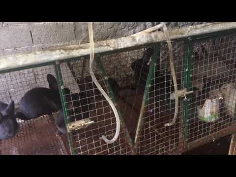 იყიდება ვენური ცისფერის ბოცვრები