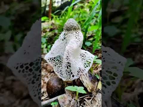 لو شفت النبات دا في حياتك إنت خلاص بقيت مليونير خد منه بسرعه استحلفك بالله تشترك بقناتى