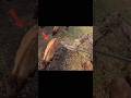 “Hunting a Desi Cow in the Jungle”#challenge #wildlife #chasse #wildlife #archery 🏹#sangeet